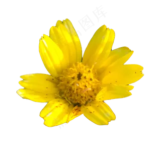 实物植物黄色小花