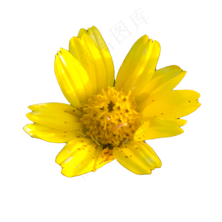 实物植物黄色小花