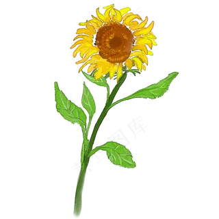 手绘花向日葵水彩风