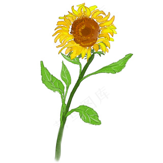 手绘花向日葵水彩风