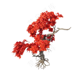 仿真红枫png图,免抠元素