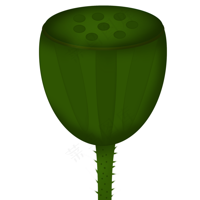 手绘绿色荷花莲子免抠图(2000X2000(DPI:300))psd模版下载