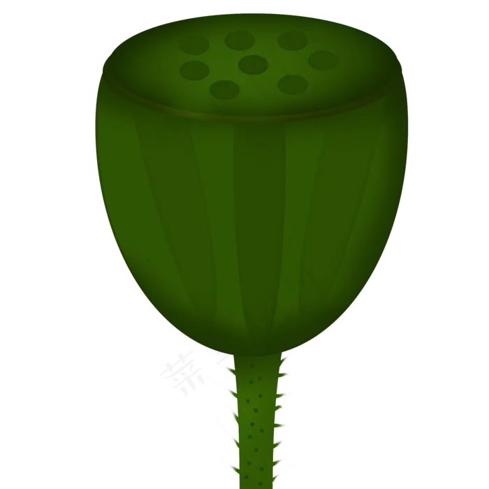 手绘绿色荷花莲子免抠图(2000X2000(DPI:300))psd模版下载