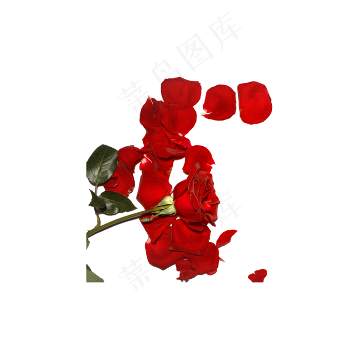 玫瑰花瓣（png免抠）(2000X2000(DPI:72))psd模版下载