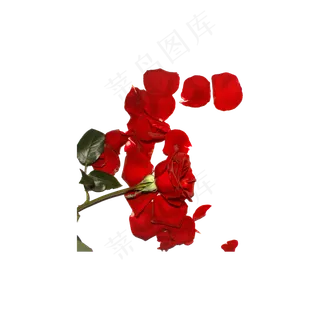 玫瑰花瓣（png免抠）