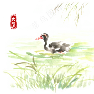 大暑河中水鸭,免抠元素 大暑河中水鸭,免抠元素