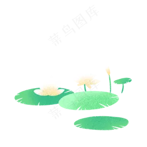 夏日小清新白色荷花
