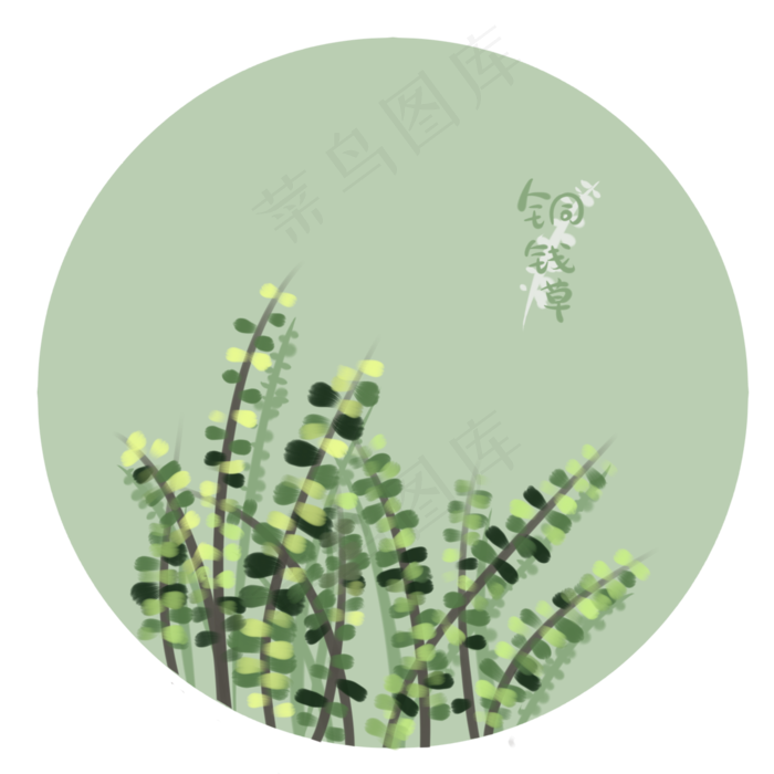 春季绿色植物铜钱草