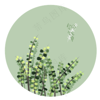 春季绿色植物铜钱草