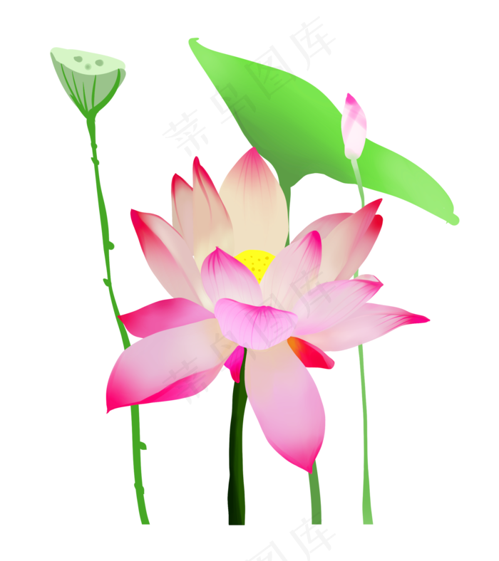 夏季节气荷花荷叶