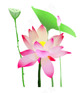 夏季节气荷花荷叶