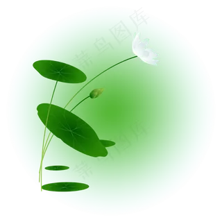 夏日荷花清新精美