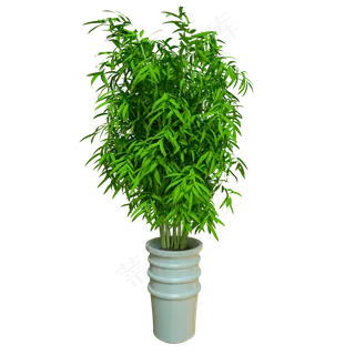花盆绿竹盆栽C4D,免抠元素
