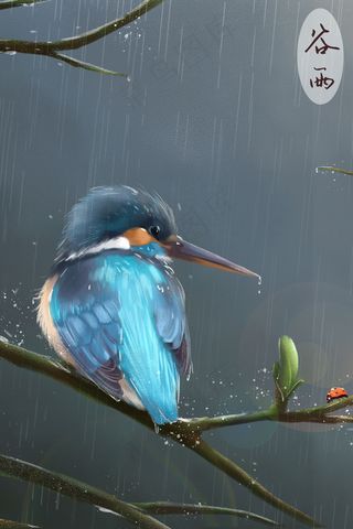 谷雨翠鸟雨水下雨春天