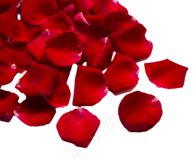 红玫瑰玫瑰花瓣