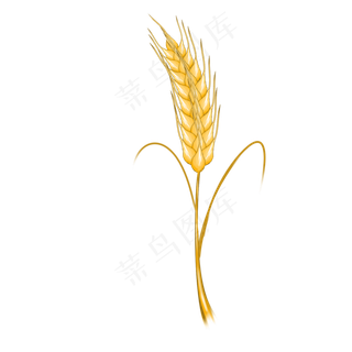 丰收秋天金黄的麦穗,免抠元素