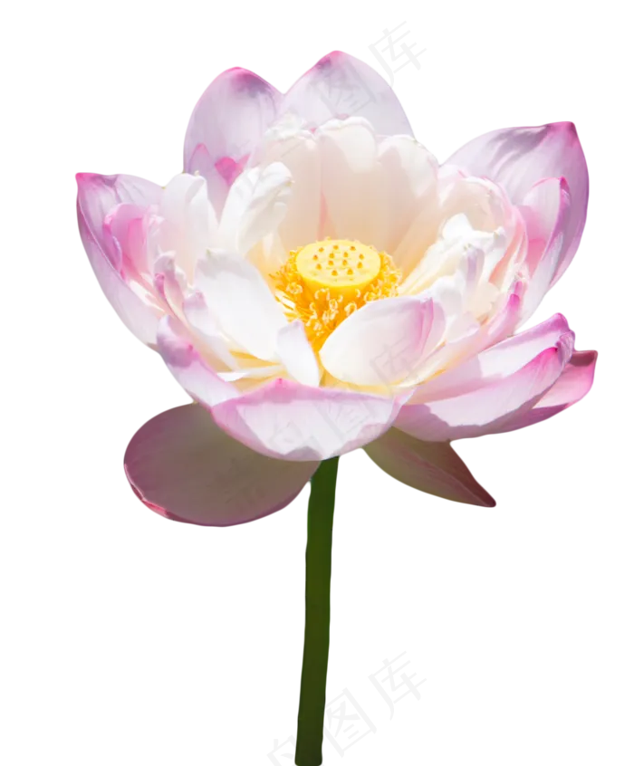 池塘景色荷花(1333X1611(DPI:300))psd模版下载