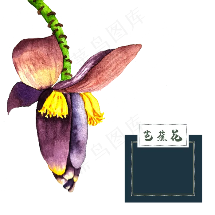 花类中草药水彩芭蕉花热带(2500X2500(DPI:300))psd模版下载