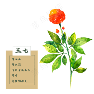 三七花类中草药花卉水彩植物