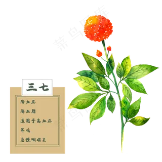 三七花类中草药花卉水彩植物