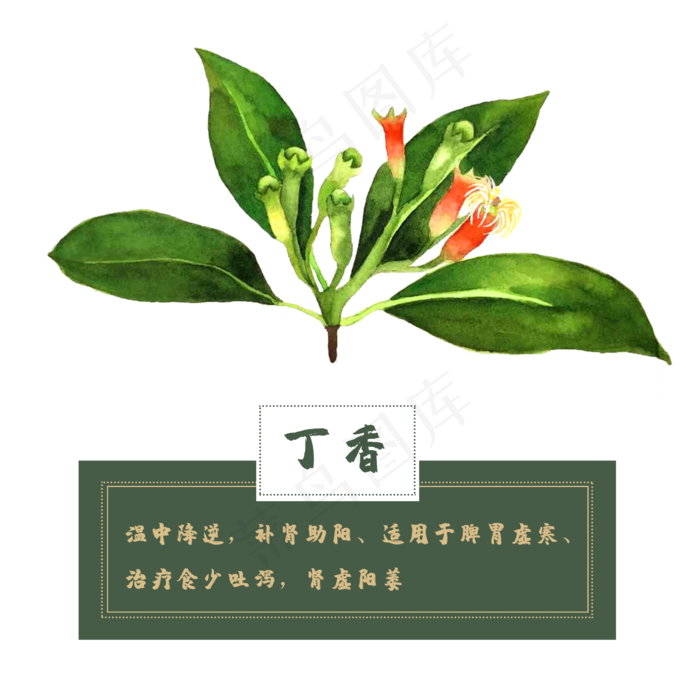 丁香花类中草药材水彩花卉植物