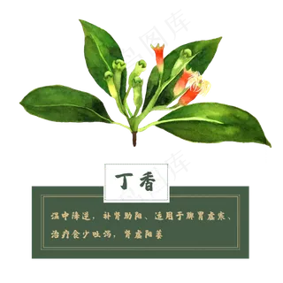 丁香花类中草药材水彩花卉植物