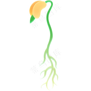 豆芽生长豆子种子叶子