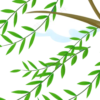 柳树春季自然植物