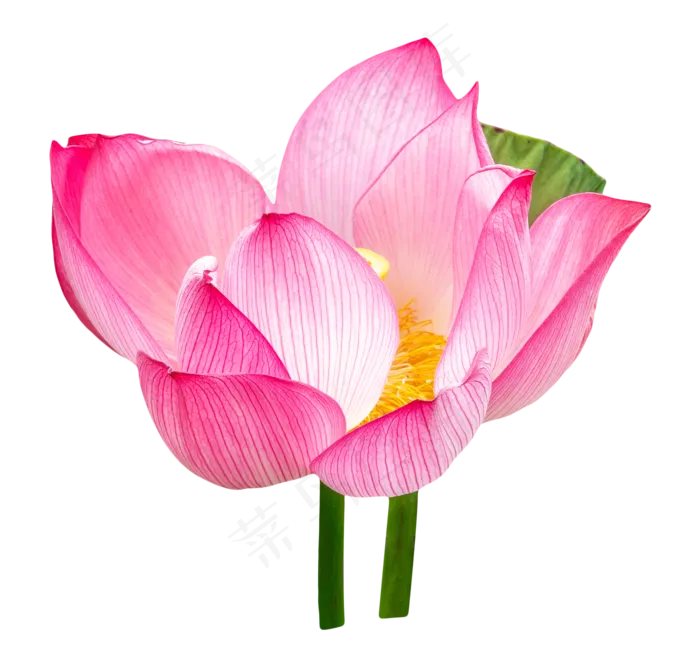 植物荷花鲜花(2000X2000(DPI:300))