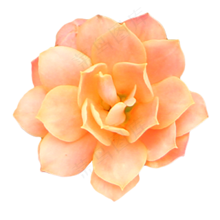 橙色玫瑰月季植物