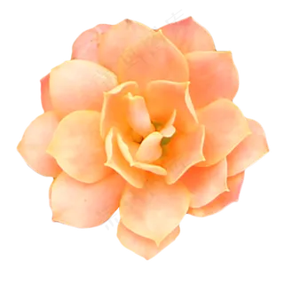 橙色玫瑰月季植物