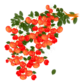 手绘水果中国樱桃