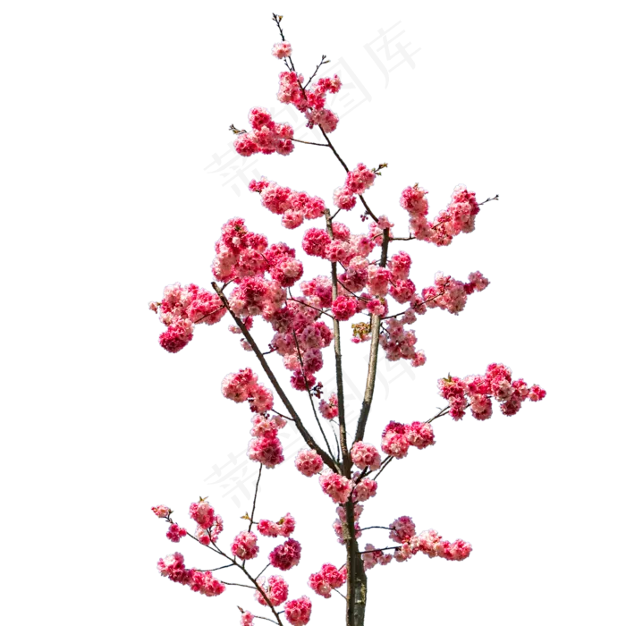 春天桃花朵朵繁花盛开,免抠元素