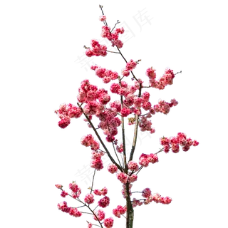 春天桃花朵朵繁花盛开,免抠元素