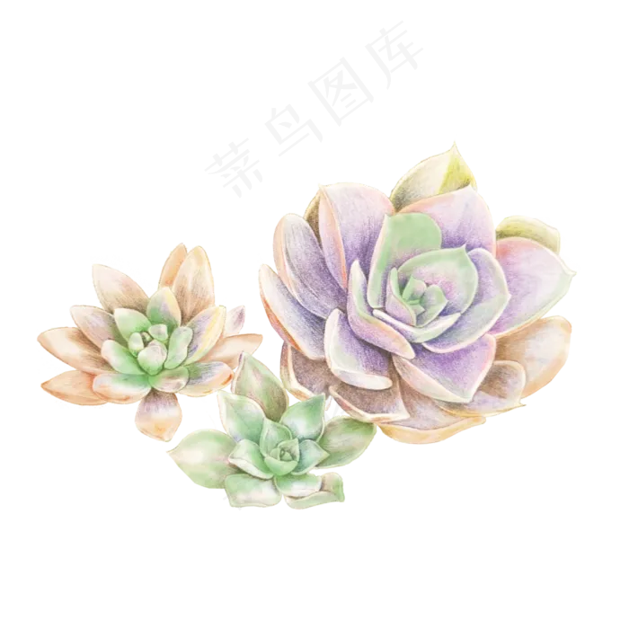 手绘多肉植物盆栽元素,免抠元素(3500X3500(DPI:300))psd模版下载
