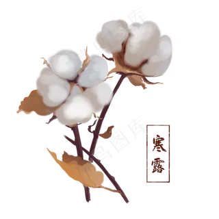 寒露节气棉花手绘,免抠元素