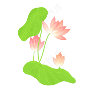 春夏荷花png素材