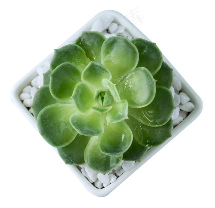 多肉植物,免抠元素