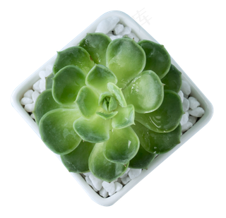 多肉植物,免抠元素