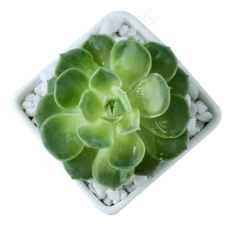 多肉植物,免抠元素 多肉植物,免抠元素