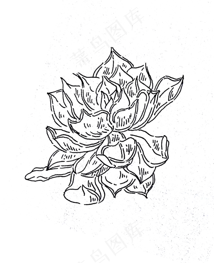 黑白线条手绘多肉印花,免抠元素(1428X1752(DPI:72))psd模版下载
