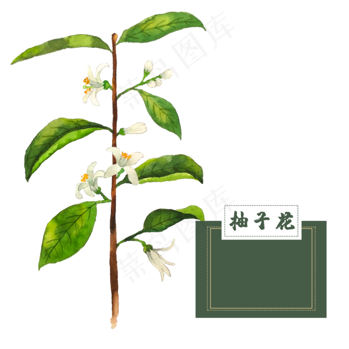 花类中草药柚子花水彩