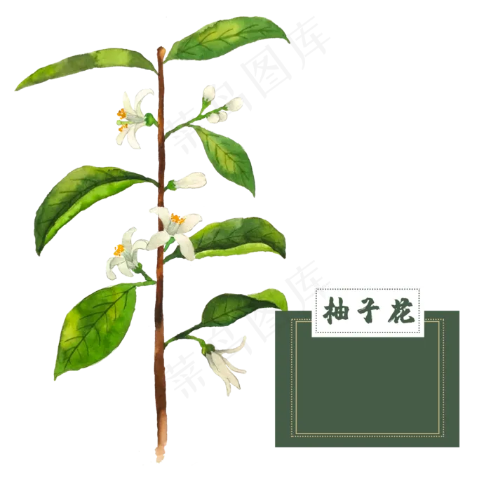 花类中草药柚子花水彩(2500X2500(DPI:300))psd模版下载