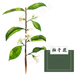 花类中草药柚子花水彩