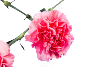 康乃馨母亲节礼物