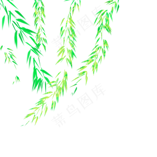 杨柳枝杨柳树春天发芽