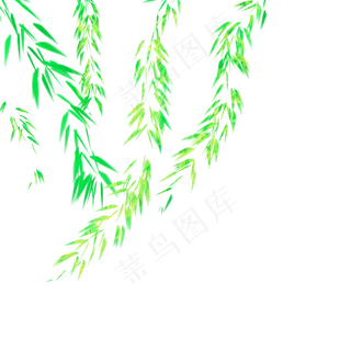 杨柳枝杨柳树春天发芽