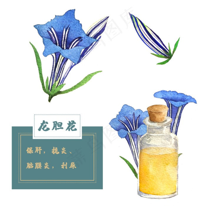 龙胆花花类中草药水彩植物花卉精(2500X2500(DPI:300))psd模版下载