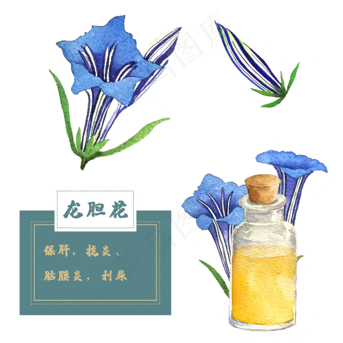 龙胆花花类中草药水彩植物花卉精(2500X2500(DPI:300))psd模版下载