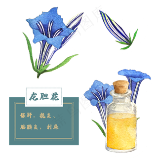 龙胆花花类中草药水彩植物花卉精